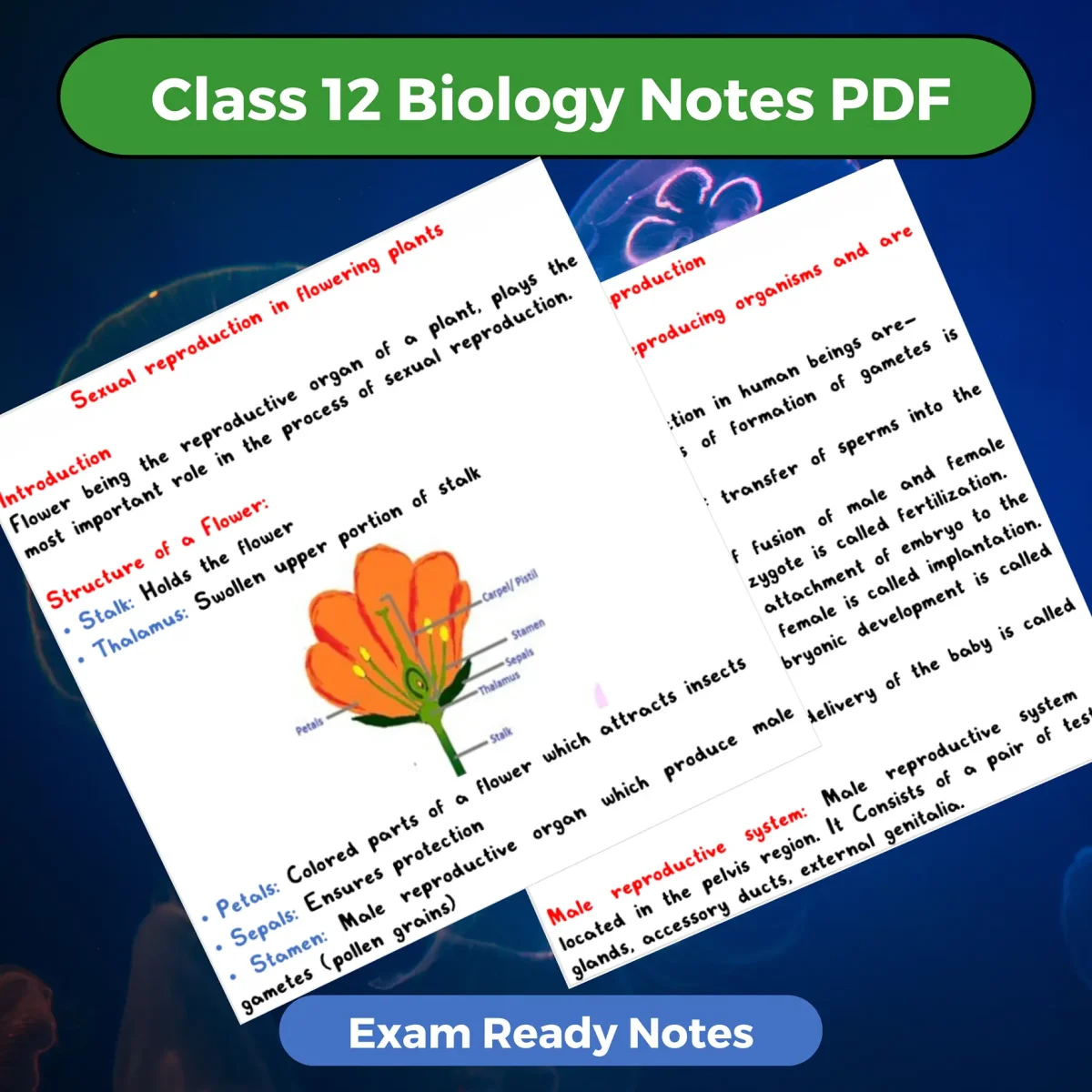 Class 12 Biology Notes PDF Download 2025-2026 (Exam Ready Colourful Notes)